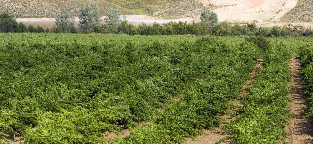 Complejo Enoturistico Finca La Estacada Tarancón Esterno foto